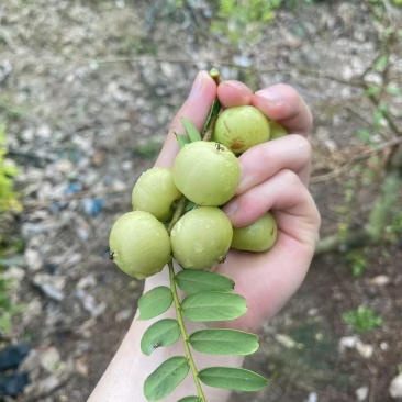 小袋大果甜余甘果苗
