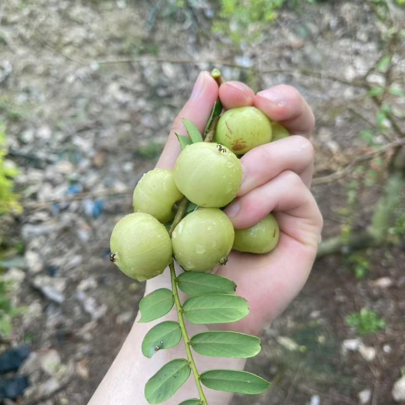 小袋大果甜余甘果苗