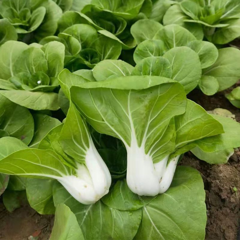 申荣白天鹅小白菜种子原装矮脚白小白菜种子白梗速生小白菜种
