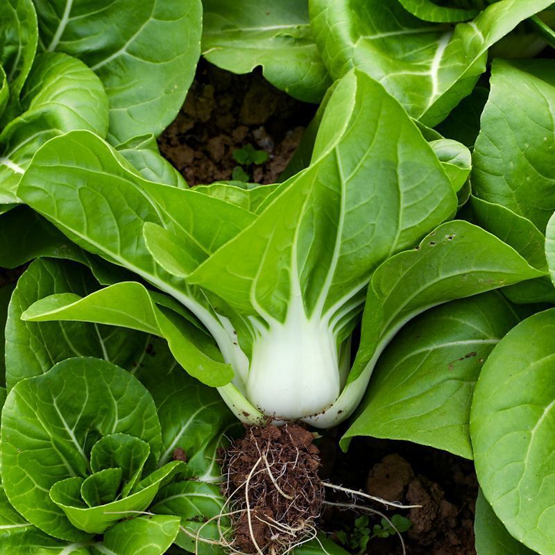 申荣白天鹅小白菜种子原装矮脚白小白菜种子白梗速生小白菜种