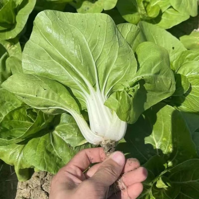 申荣白天鹅小白菜种子原装矮脚白小白菜种子白梗速生小白菜种