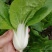 申荣白天鹅小白菜种子原装矮脚白小白菜种子白梗速生小白菜种