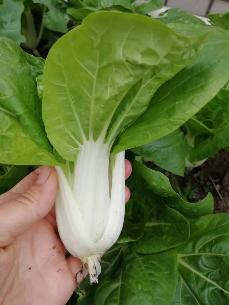 申荣白天鹅小白菜种子原装矮脚白小白菜种子白梗速生小白菜种