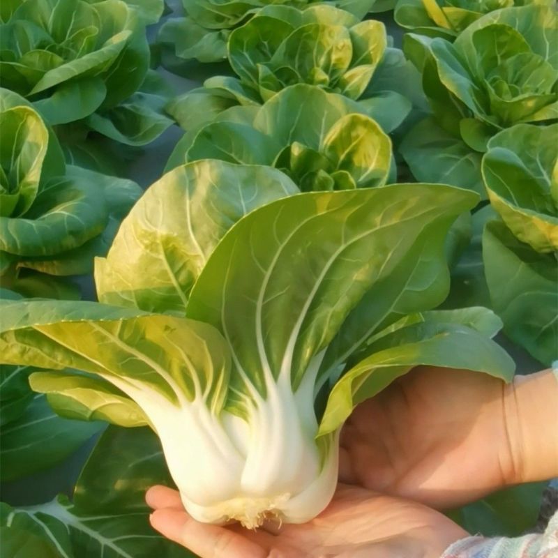 申荣白天鹅小白菜种子原装矮脚白小白菜种子白梗速生小白菜种