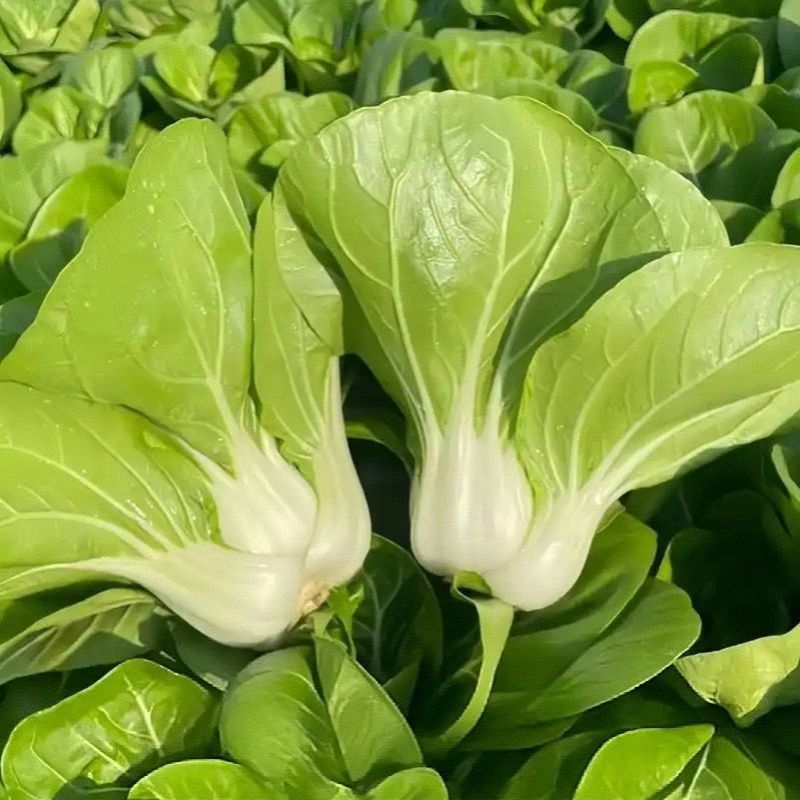申荣白天鹅小白菜种子原装矮脚白小白菜种子白梗速生小白菜种
