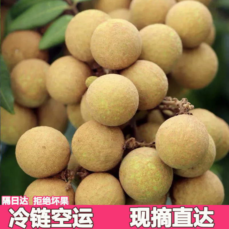 《一件代发》广东龙眼~石峡龙眼对接各大电商平台日发2万单