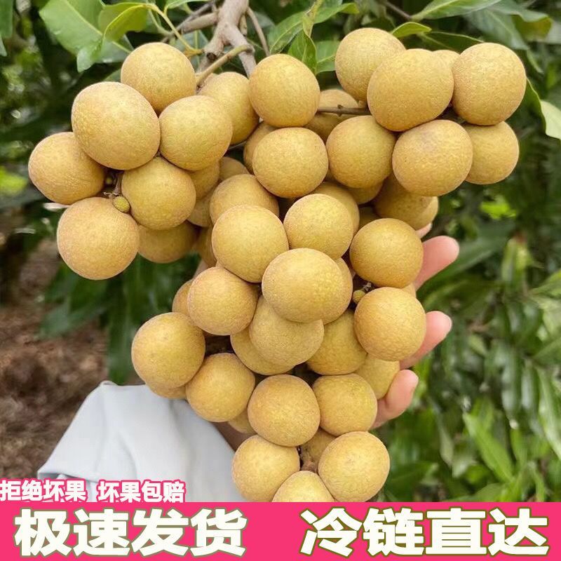 《一件代发》广东龙眼~石峡龙眼对接各大电商平台日发2万单