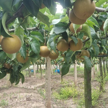 湖南精品圆黄梨水果脆甜多汁价格美丽大量上市