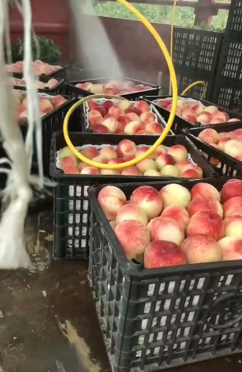 《实力》陕西阿布白正桃子基地直发保质保量一条龙服务对接