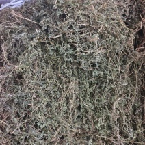 鹅不食草，2025新货，颜色绿，味浓，干度好。量大从优。