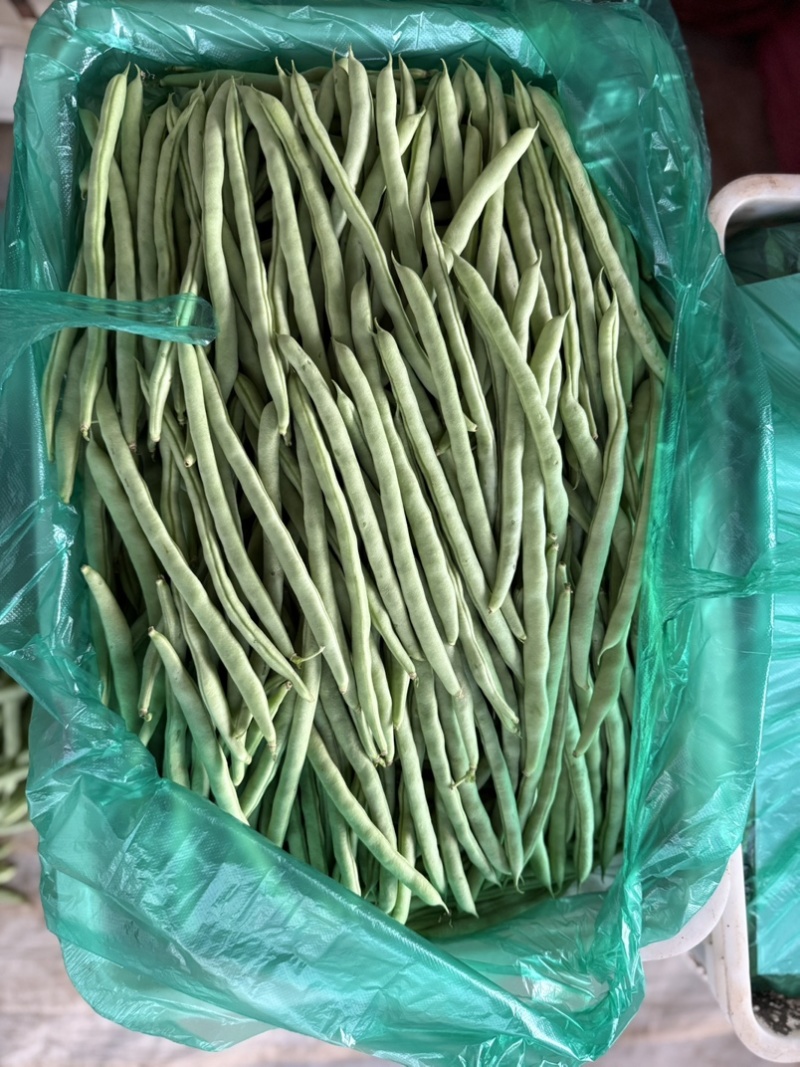各种豆角