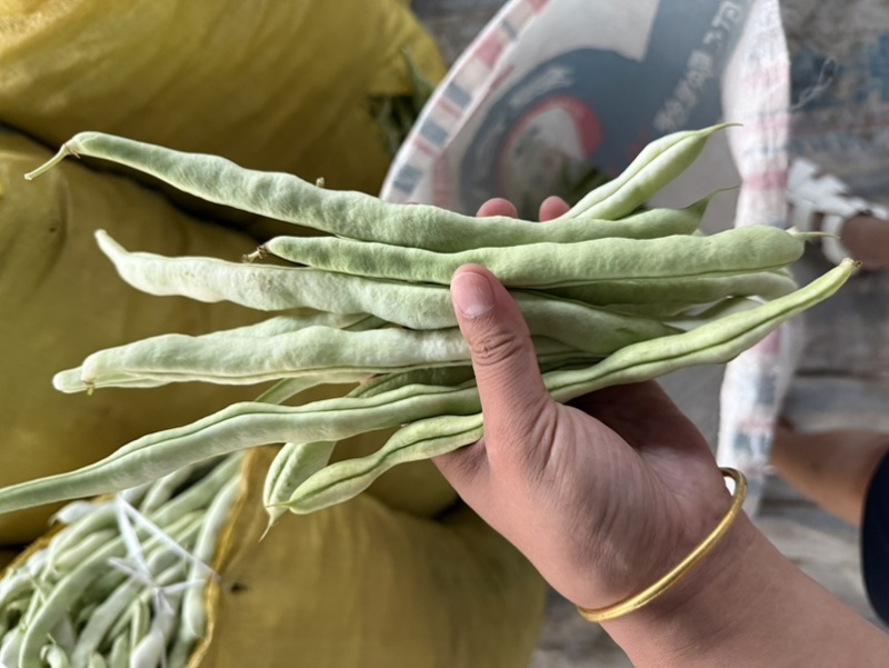 各种豆角