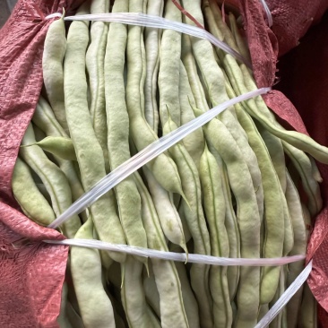 各种豆角