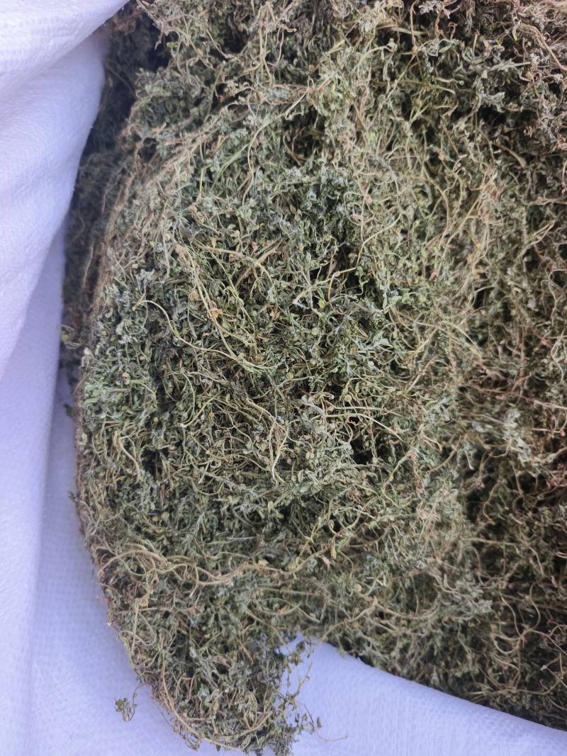 鹅不食草，2025新货，颜色绿，味浓，干度好。量大从优。