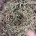 鹅不食草，2025新货，颜色绿，味浓，干度好。量大从优。