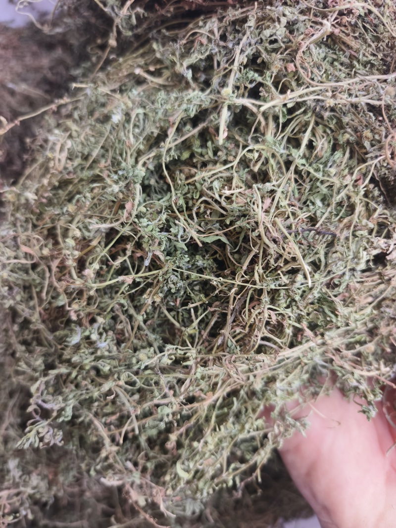 鹅不食草，2025新货，颜色绿，味浓，干度好。量大从优。