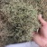 鹅不食草，2025新货，颜色绿，味浓，干度好。量大从优。