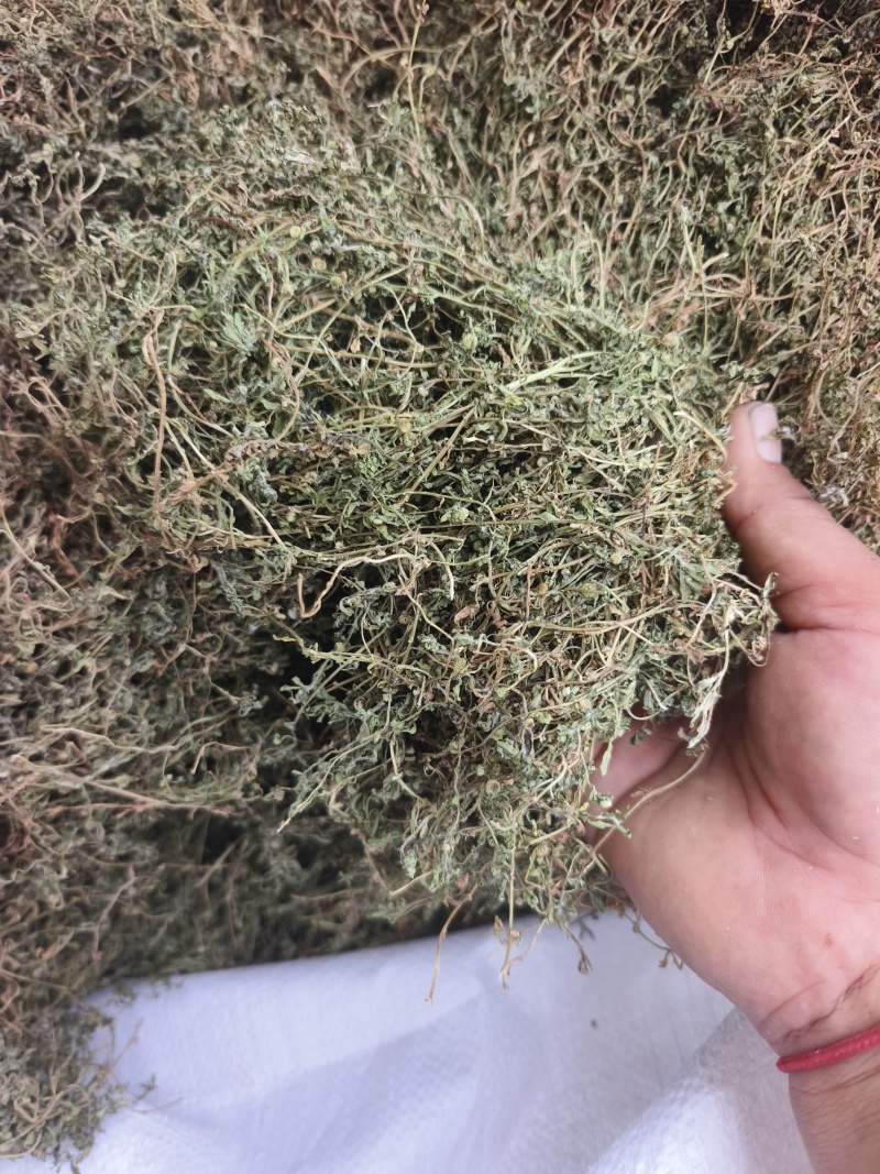 鹅不食草，2025新货，颜色绿，味浓，干度好。量大从优。