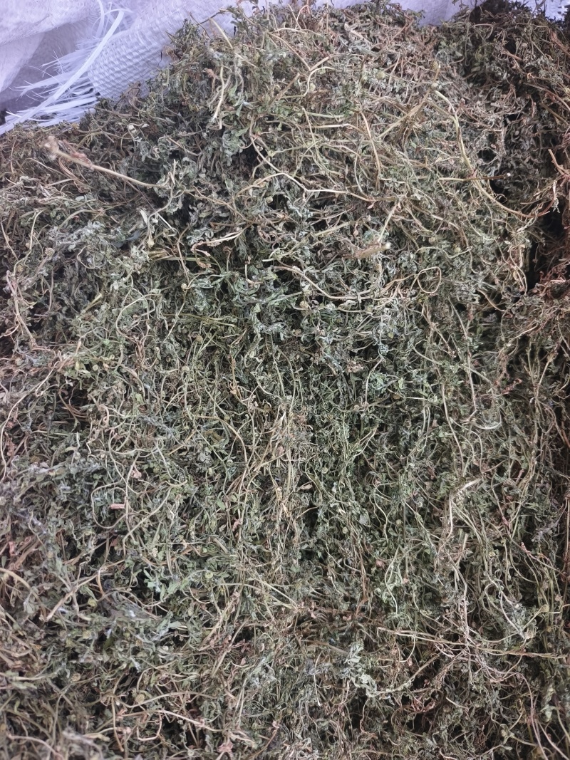 鹅不食草，2025新货，颜色绿，味浓，干度好。量大从优。