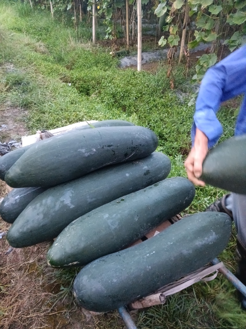 黑皮吊冬瓜