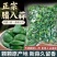 翡翠腊八蒜批发新鲜蒜头山东袋装腌制饭菜泡菜糖醋大蒜**大蒜
