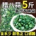 翡翠腊八蒜批发新鲜蒜头山东袋装腌制饭菜泡菜糖醋大蒜**大蒜
