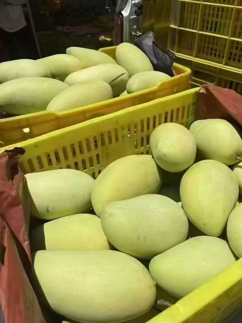 广西金煌芒果