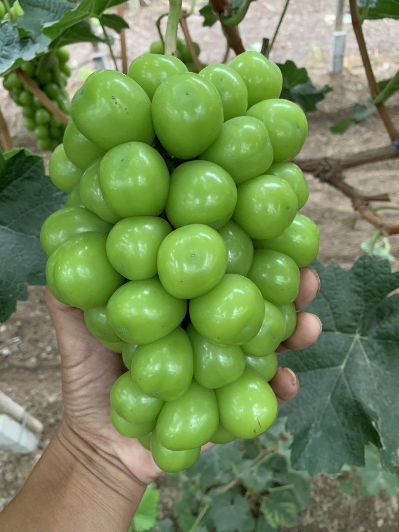 阳光玫瑰