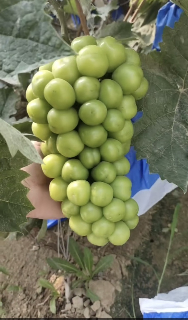 阳光玫瑰