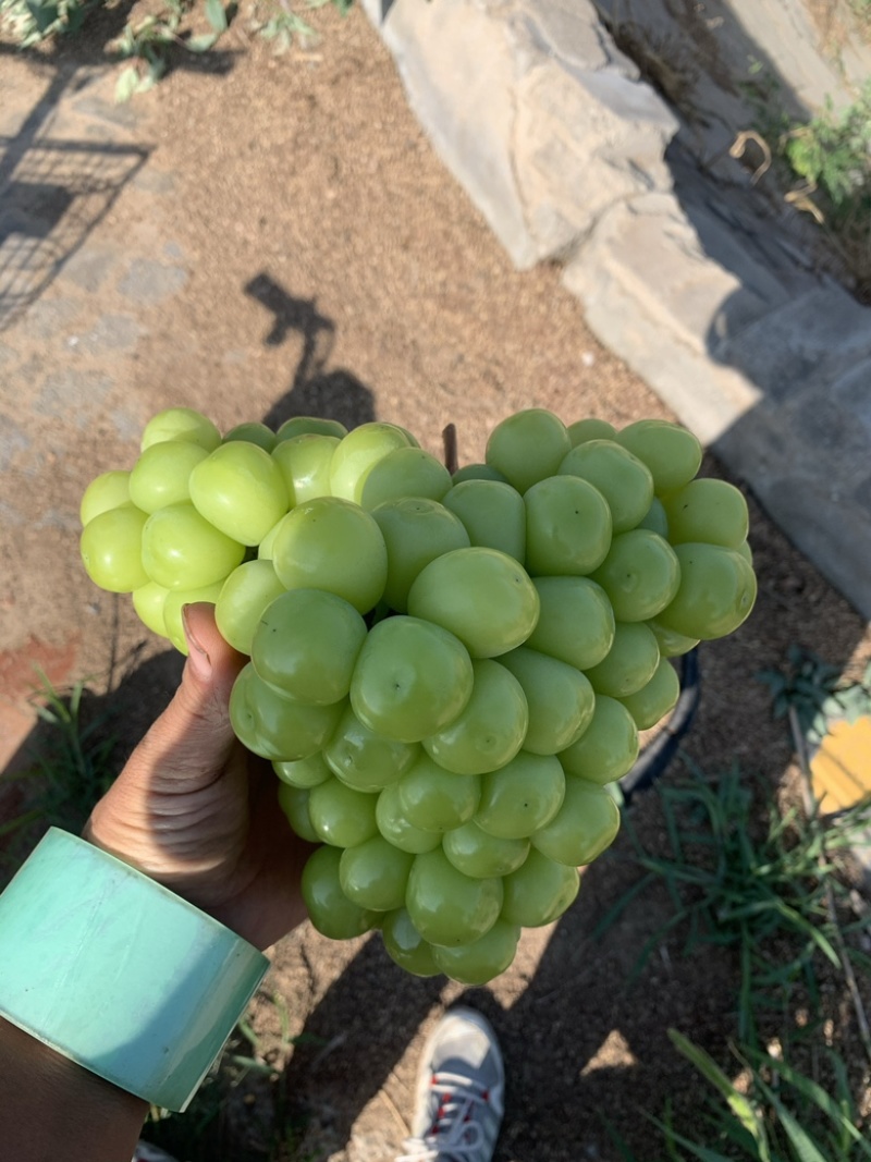 阳光玫瑰