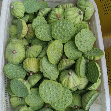 新鲜莲蓬，麻莲，每天可采摘，安徽池州