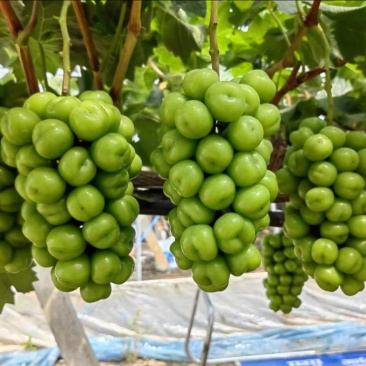 阳光玫瑰
