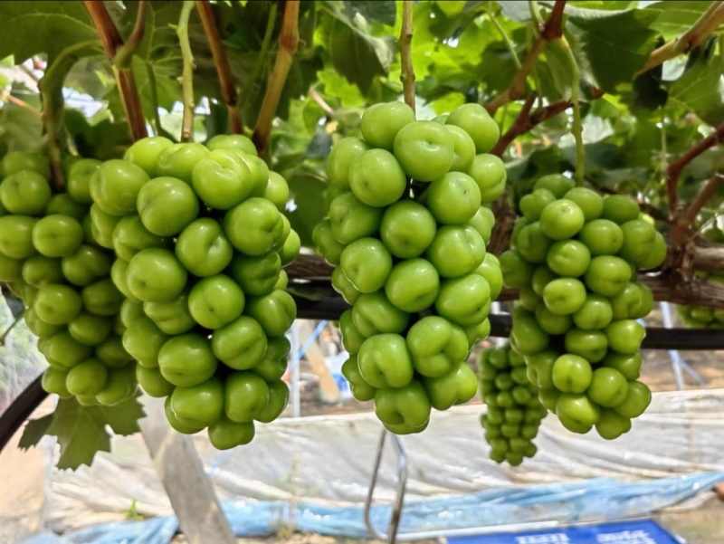 阳光玫瑰