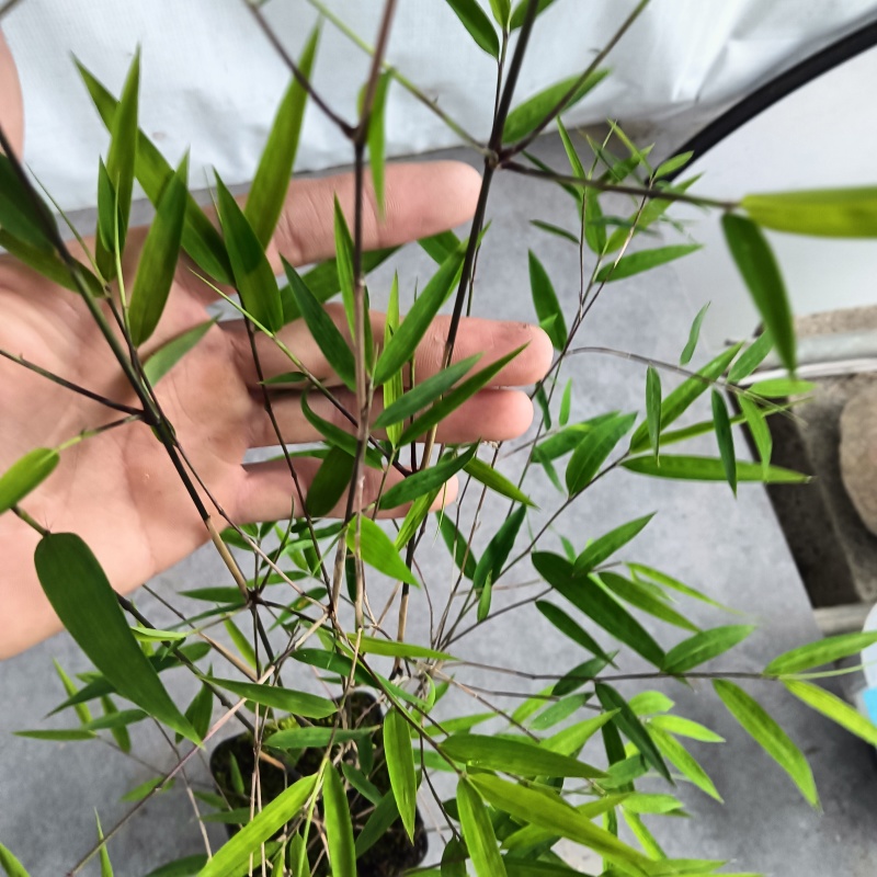 正品内门竹（台湾）进口品种可零售或者批发