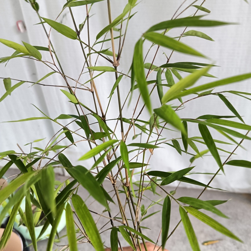 正品内门竹（台湾）进口品种可零售或者批发