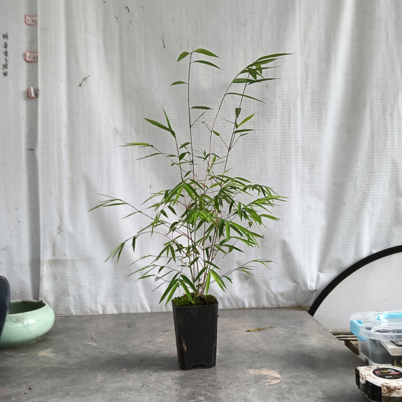 正品内门竹（台湾）进口品种可零售或者批发