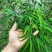 正品内门竹（台湾）进口品种可零售或者批发