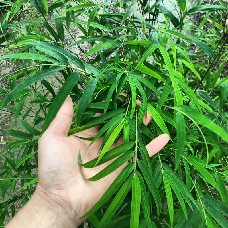 正品内门竹（台湾）进口品种可零售或者批发