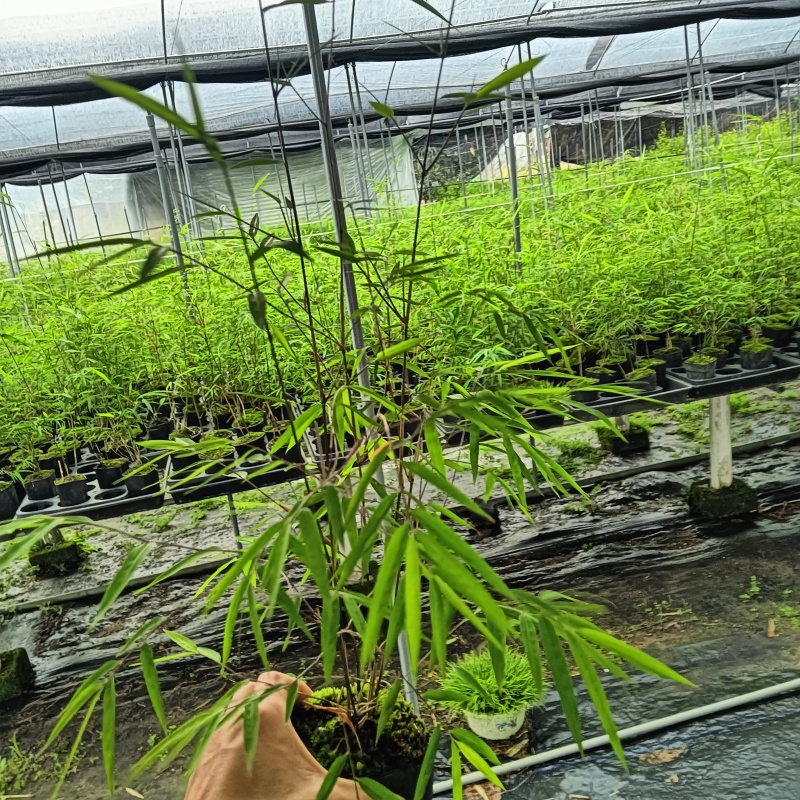正品内门竹（台湾）进口品种可零售或者批发