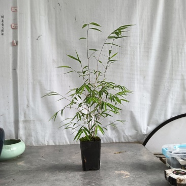 正品内门竹（台湾）进口品种可零售或者批发