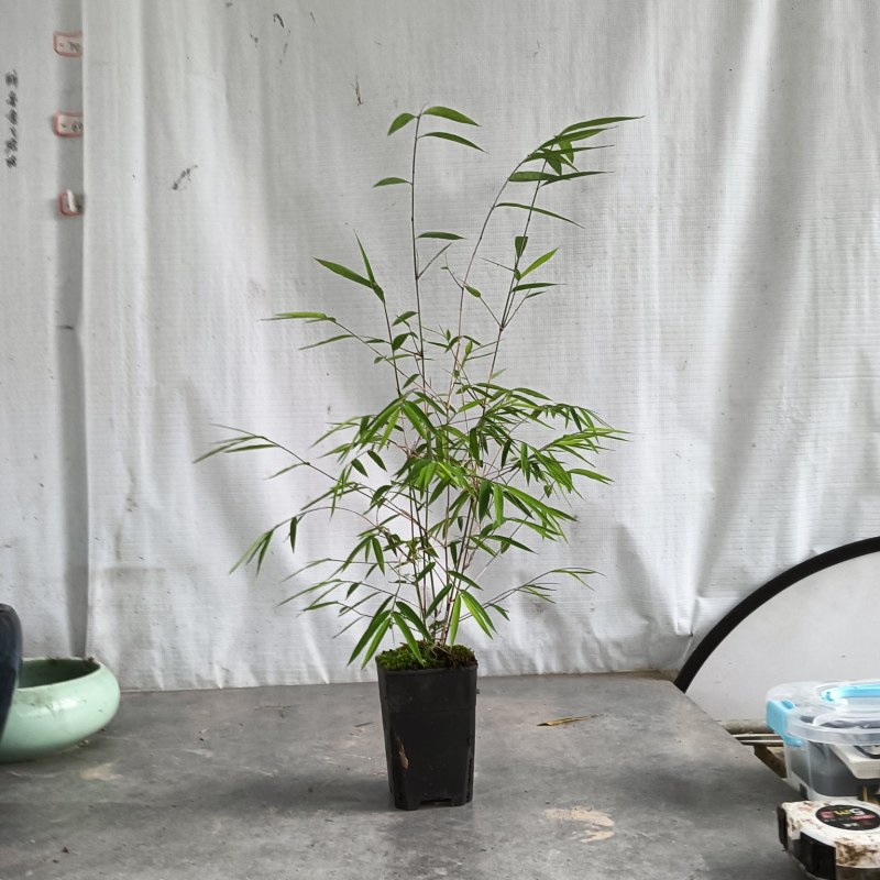 正品内门竹（台湾）进口品种可零售或者批发