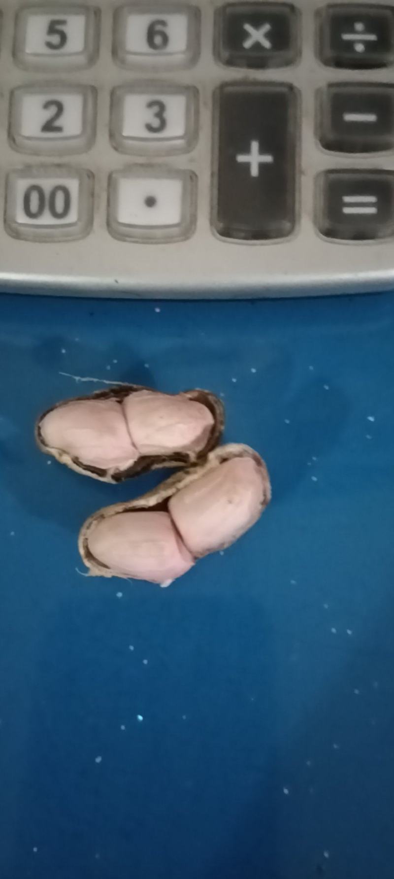 现挖鲜花生（本地甩不落小花生）