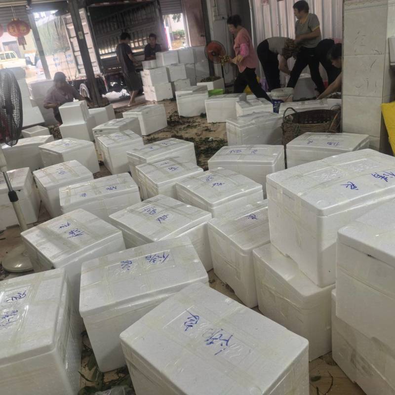 高州龙眼产地直供，专业代收购，代发货！