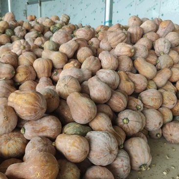 香芋南瓜大量上市，价钱优惠，品质优良，需要的老板联系。