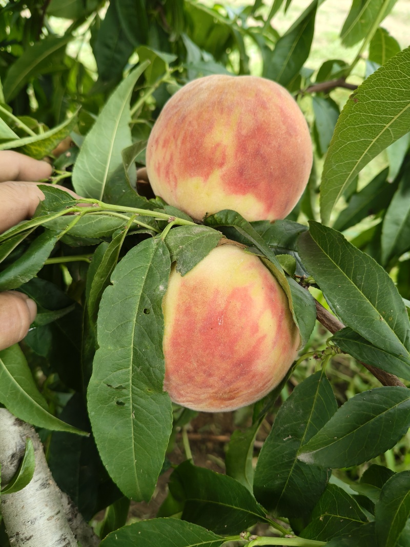 山西运城秦王超越超红福岛红桃大量上市