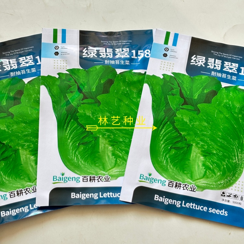 绿翡翠158生菜种子口感好深绿油亮四季耐抽抬生菜种籽