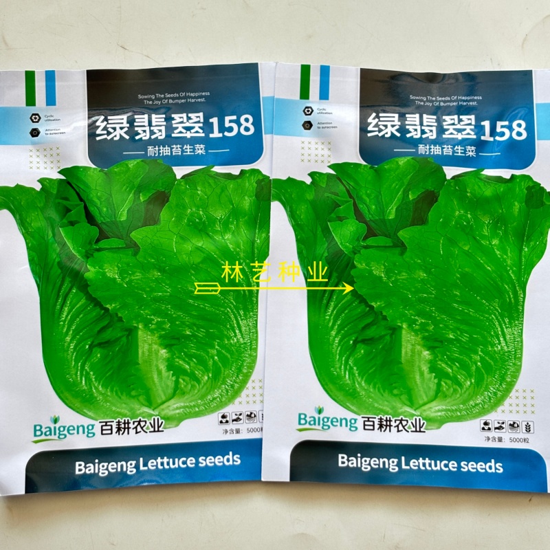 绿翡翠158生菜种子口感好深绿油亮四季耐抽抬生菜种籽