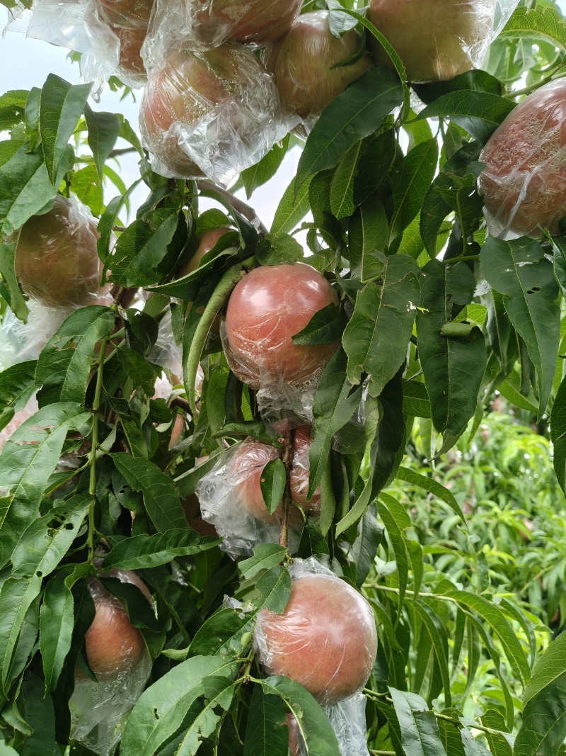 山西运城秦王超越超红福岛红桃大量上市