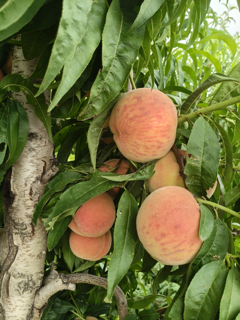 山西运城秦王超越超红福岛红桃大量上市