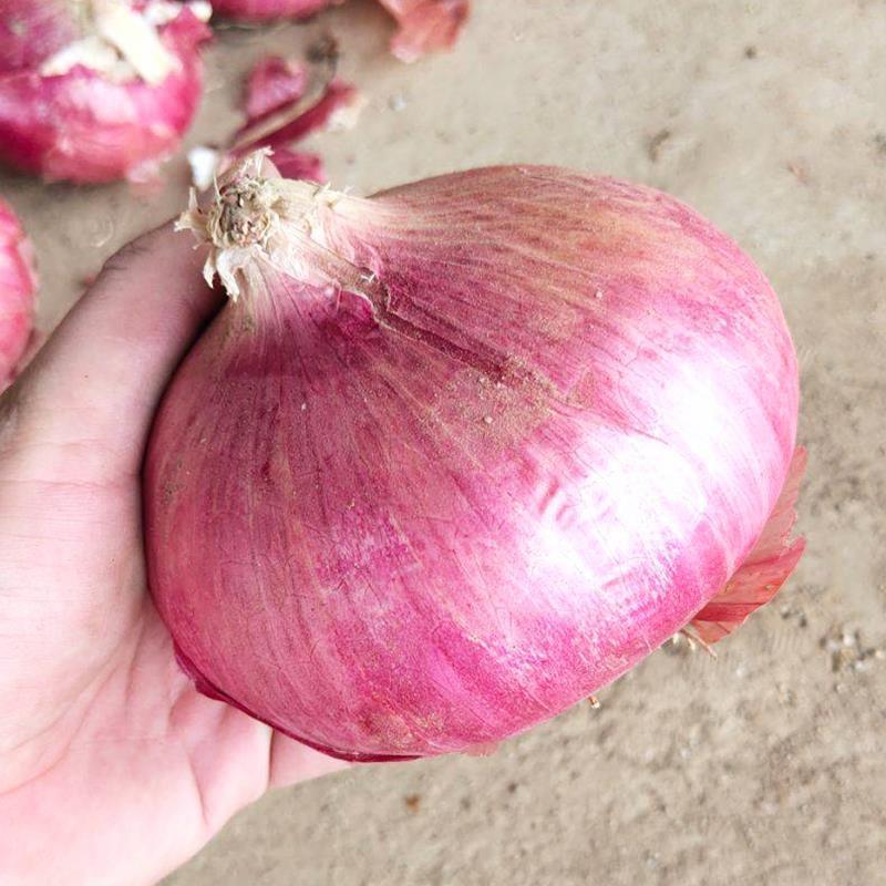 紫璐5号洋葱种子紫皮圆葱扁圆高产抗病耐储甜脆秋季大田蔬菜
